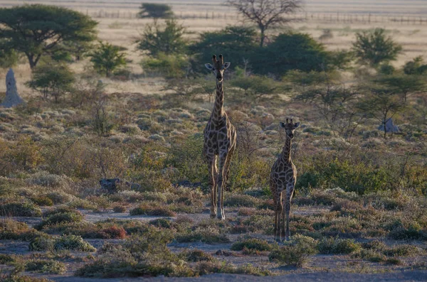 Giraffe Der Savanne Von Kenia — Stockfoto