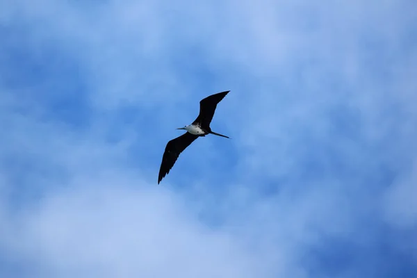 Flokk Fugler Som Flyr Himmelen – stockfoto