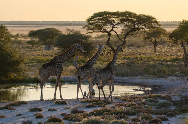 Африканский Жираф Саванне Кении — стоковое фото