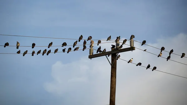 Vögel Auf Den Drähten Himmel — Stockfoto