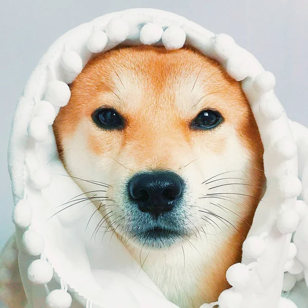 Pies Śniegu — Zdjęcie stockowe