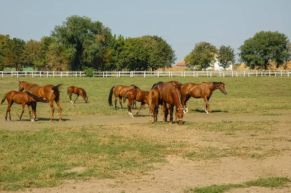 Hästar Fältet — Stockfoto