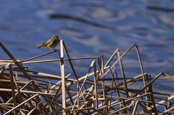 Pájaro Lago — Foto de Stock