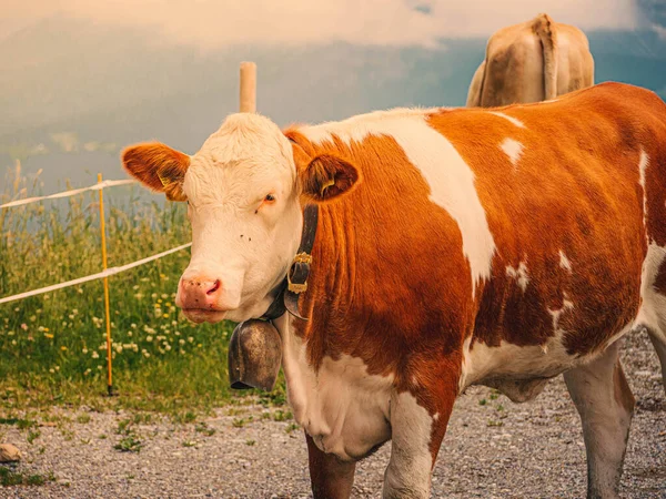Vaca Pasto — Foto de Stock