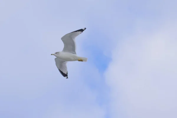 Mås Som Flyger Skyn — Stockfoto