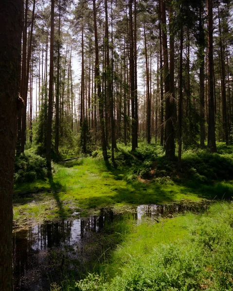 Beau Paysage Avec Une Rivière Dans Forêt — Photo