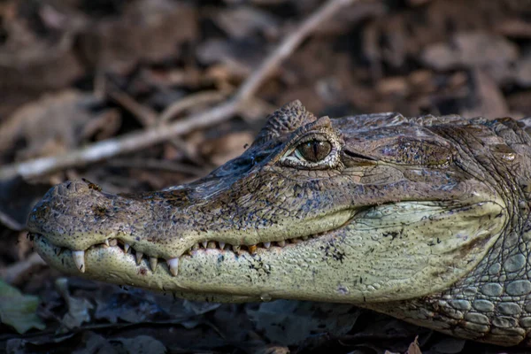 Krokodil Vízben — Stock Fotó