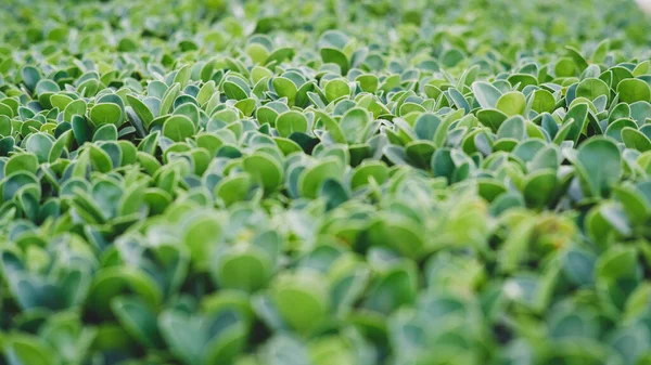 Hojas Verdes Jardín — Foto de Stock