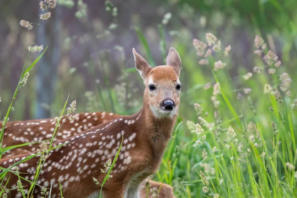 Caprioli Selvatici Nella Foresta — Foto Stock