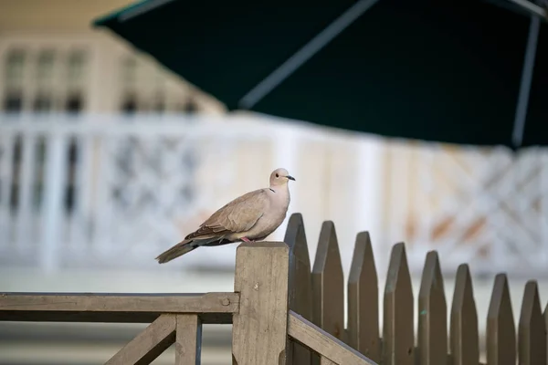 Una Gaviota Sentada Una Valla Ciudad —  Fotos de Stock