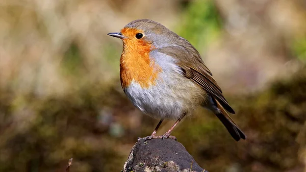 Vacker Fågelbild Naturlig Miljö — Stockfoto