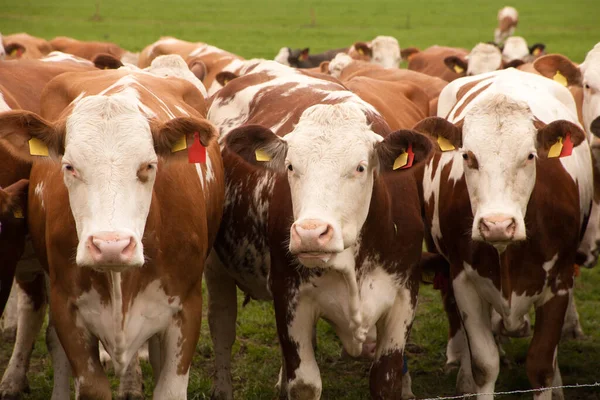 Vacas Pasto Campo — Fotografia de Stock