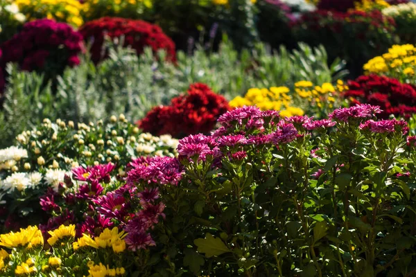 Schöne Blumen Garten Auf Naturhintergrund — Stockfoto