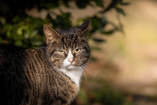 Katze Garten — Stockfoto