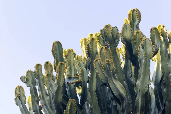 Cactus Dans Désert — Photo