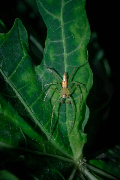 Araignée Sur Une Feuille Verte — Photo