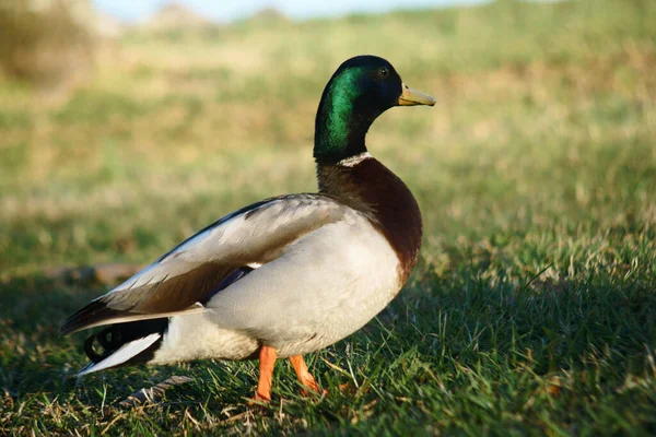 Ente Auf Dem Gras — Stockfoto