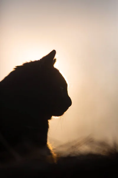 Silhouette Einer Katze Auf Dem Hintergrund Des Sonnenuntergangs — Stockfoto