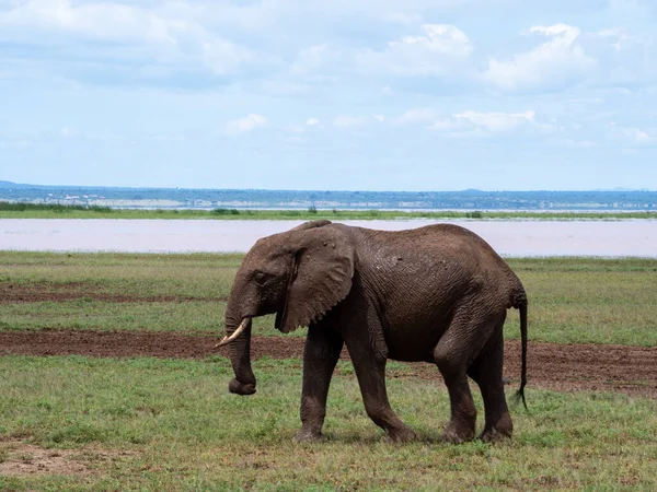 Kenya Savanındaki Fil — Stok fotoğraf