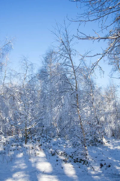 Hermoso Paisaje Nieve Con Árboles Cielo Azul —  Fotos de Stock