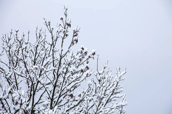 Schöne Weiße Schneezweige Wald — Stockfoto