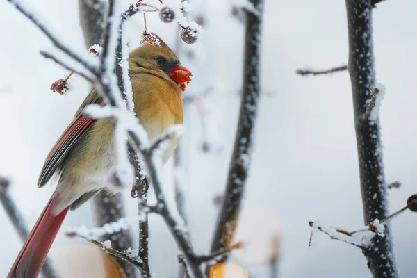 Vogel Schnee — Stockfoto