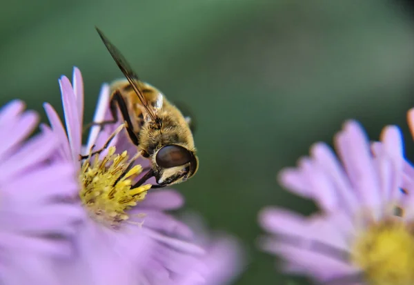 Ett Lila Blomma Närsuddig Bakgrund Med Bokeh — Stockfoto