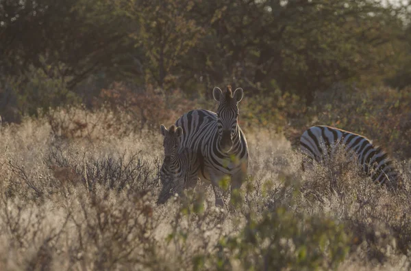 Zebra Afrika Szavannájában — Stock Fotó