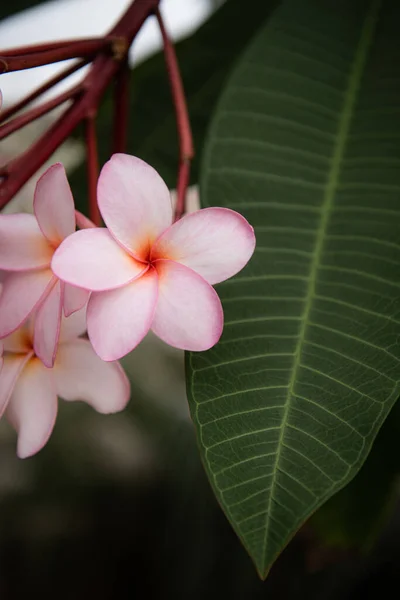 Plumeria Bloem Tuin — Stockfoto