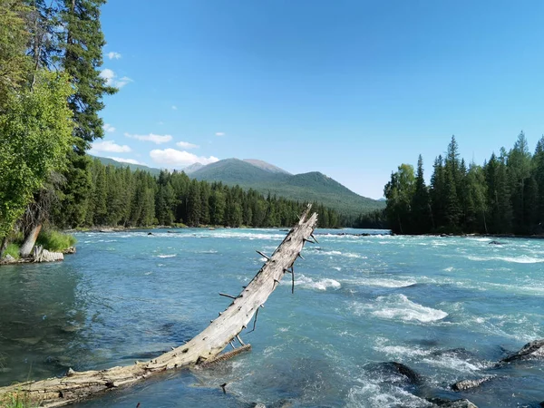 Prachtig Landschap Met Rivier Bos — Stockfoto