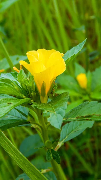Žlutý Květ Zahradě — Stock fotografie