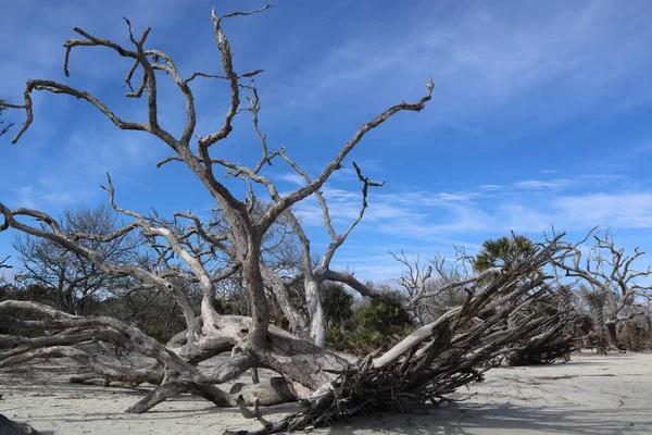 Arbre Mort Dans Désert — Photo