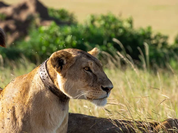 Close Van Een Mannelijke Leeuw Savanne Van Afrika — Stockfoto