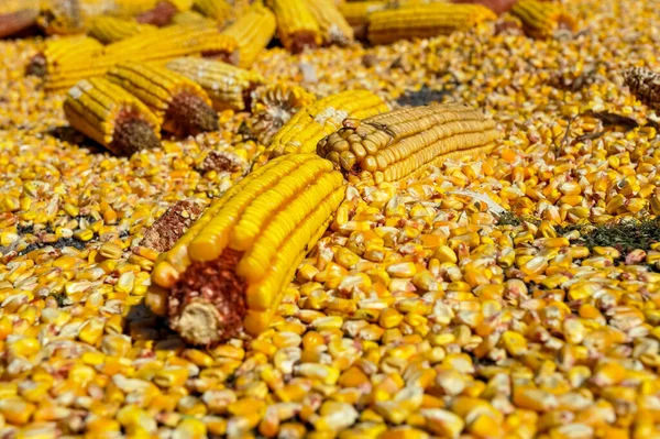 Кукурудзяні Клітори Фоні Крупним Планом — стокове фото