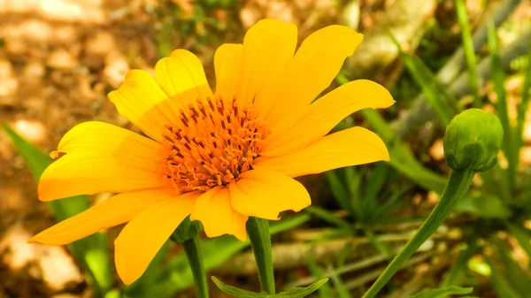 Κίτρινο Λουλούδι Στον Κήπο — Φωτογραφία Αρχείου
