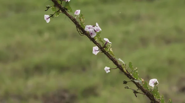 Vackra Blommor Trädgården — Stockfoto