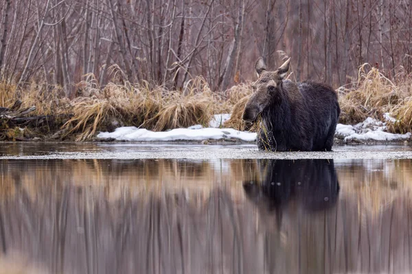 Közelkép Egy Jávorszarvasról Yellowstone Nemzeti Parkban — Stock Fotó