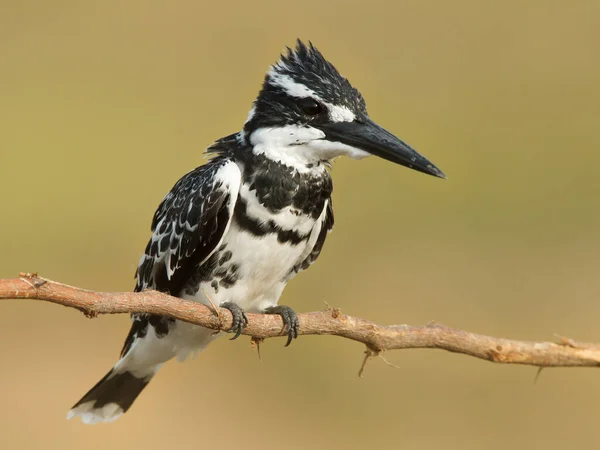 Pájaro Una Rama — Foto de Stock