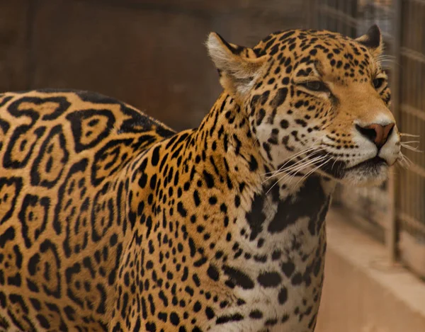 Leopard Zoo — Stock Photo, Image