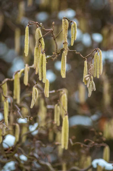 Fleurs Printanières Dans Forêt — Photo