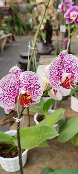 Красивый Цветок Орхидеи Саду — стоковое фото