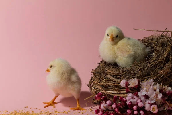 Ostereier Und Huhn Auf Rosa Hintergrund — Stockfoto
