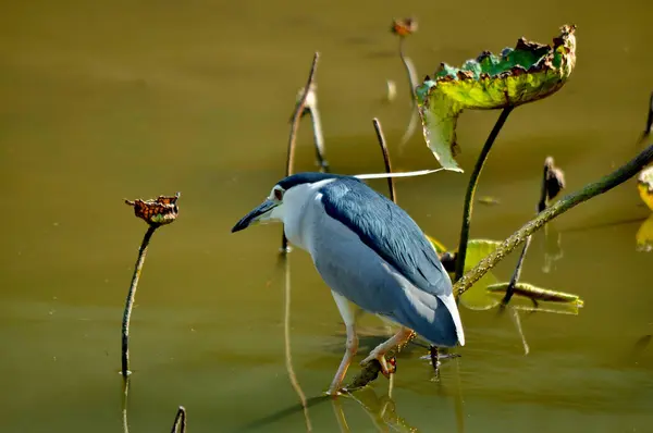 Schöner Vogel Wasser — Stockfoto