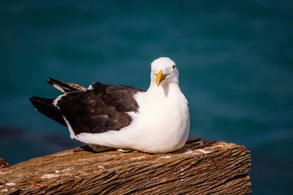 Seagull Beach — Stock Photo, Image