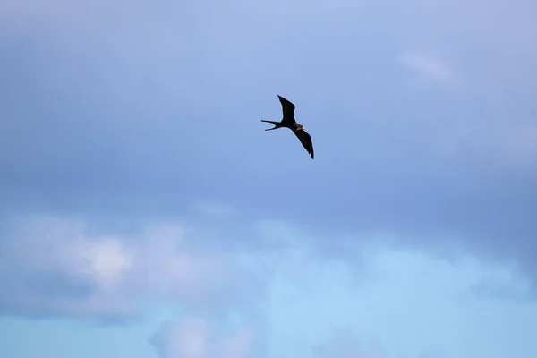 Fugl Som Flyr Himmelen – stockfoto