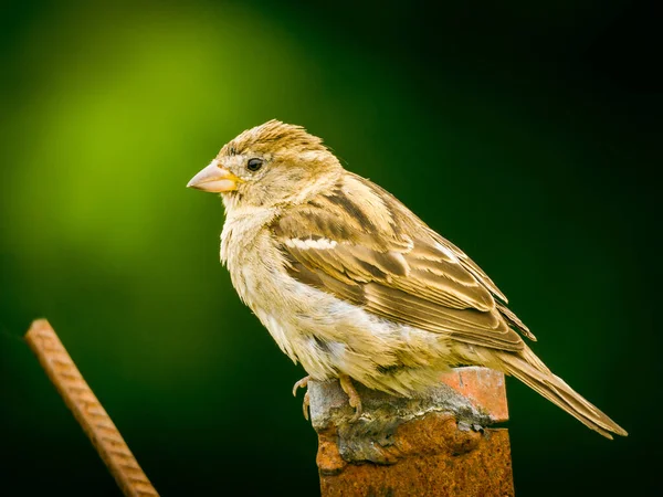 Pájaro Una Rama Árbol —  Fotos de Stock