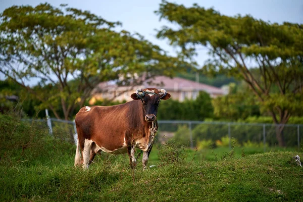 Tehén Egy Farmon Vidéken — Stock Fotó