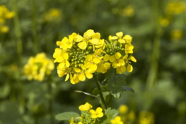 Yellow Flowers Garden Nature Background — Stock Photo, Image