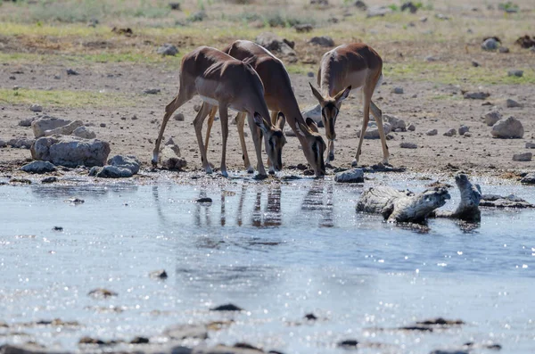 水の中の野生の鹿のグループ — ストック写真