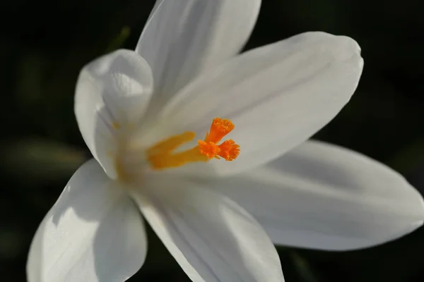 Belle Fleur Blanche Dans Jardin — Photo